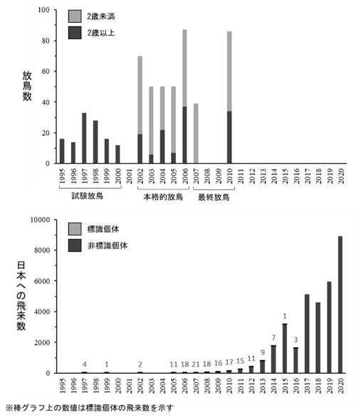 グラフ1　エカルマ島での放鳥数と日本への飛来数