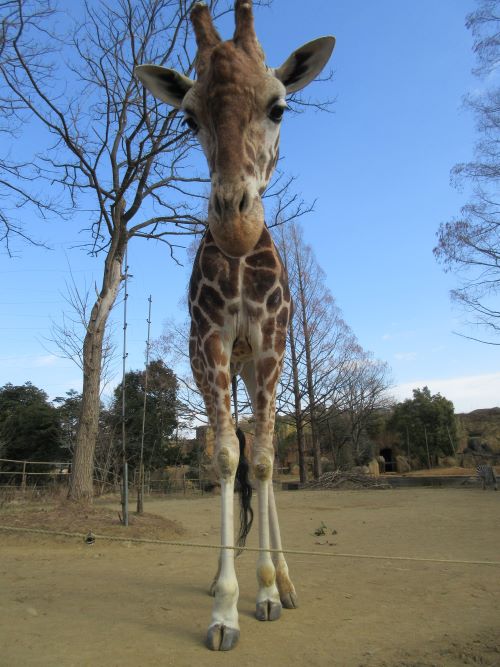 動物のおはなしキリン