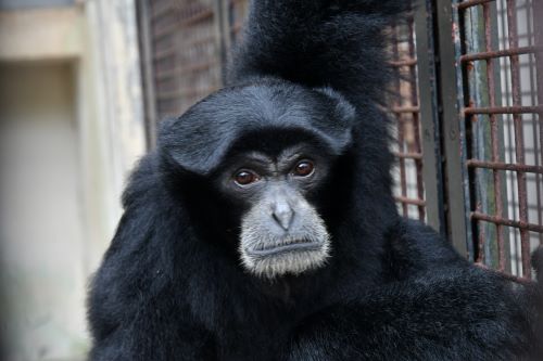 動物のおはなしフクロテナガザル