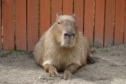 動物のおはなしカピバラ