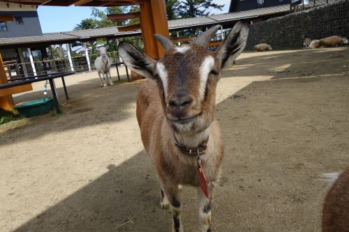 動物のおはなしヤギ