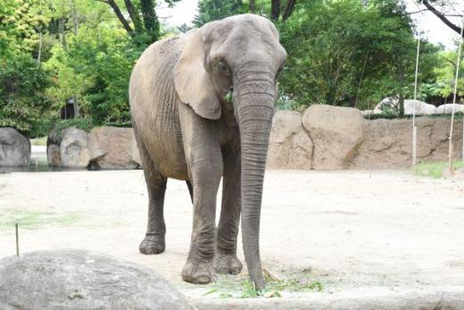 動物のおはなしアフリカゾウ