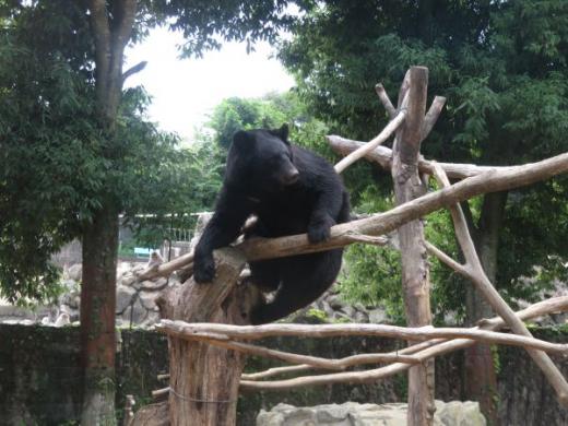 飼育員による動物のおはなしツキノワグマ