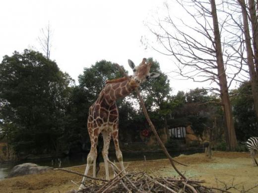 飼育員による動物のおはなしキリン