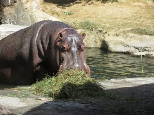 動物のおはなしカバ