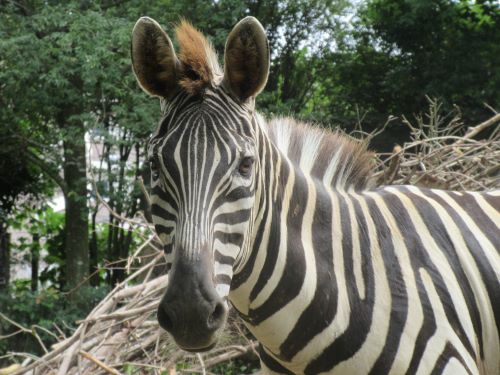 動物のおはなしシマウマ
