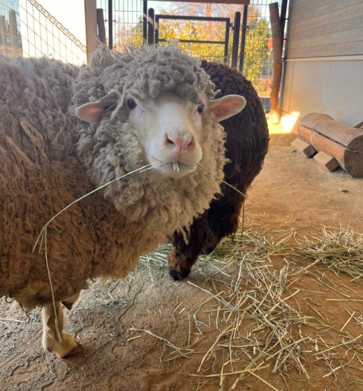 5月飼育員による動物のおはなしヒツジ