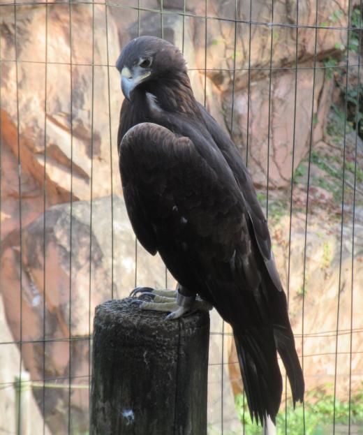 5月飼育員による動物のおはなしニホンイヌワシ