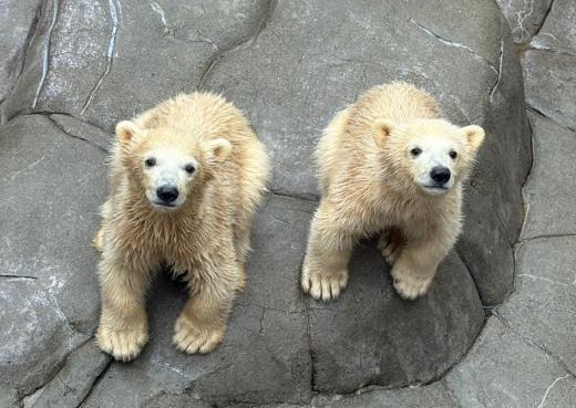 ホッキョクグマ双子の命名式