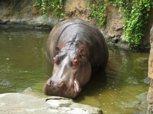 飼育員による動物のおはなしカバ
