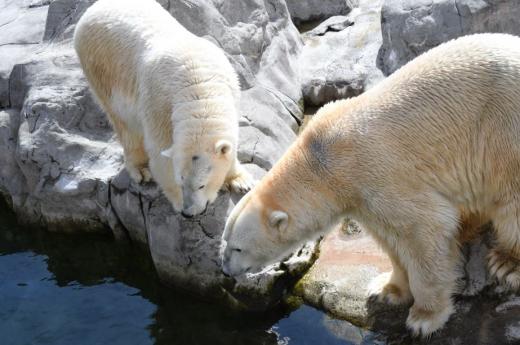 ホッキョクグマのカイとポーラ
