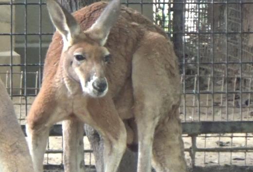 カンガルー