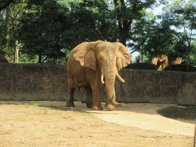 飼育員による動物のおはなしアフリカゾウ編