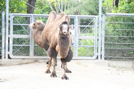 飼育員による動物のおはなしフタコブラクダ編
