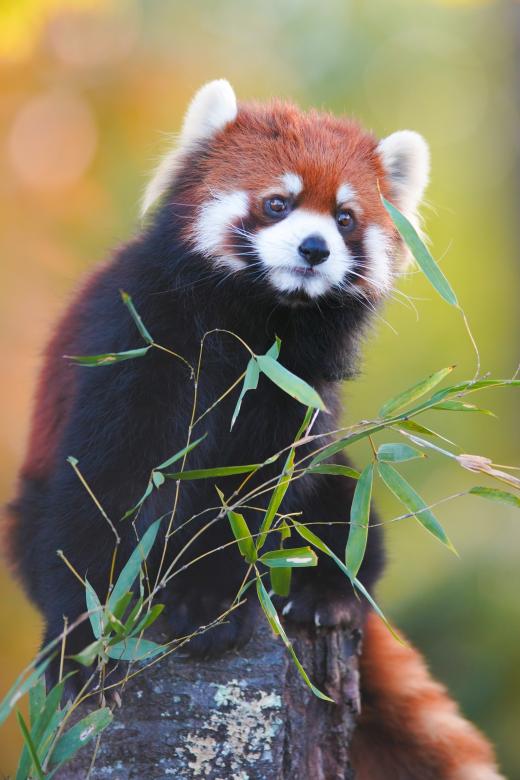 レッサーパンダのアケビ