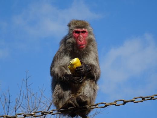 飼育員による動物のおはなしニホンザル編