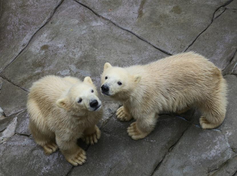 ホッキョクグマの双子