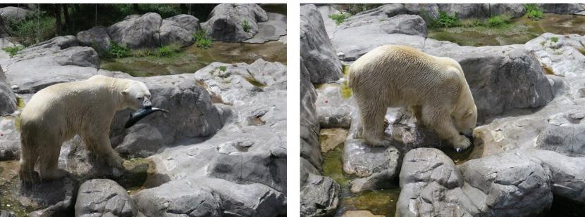 シロクマキャンペーン