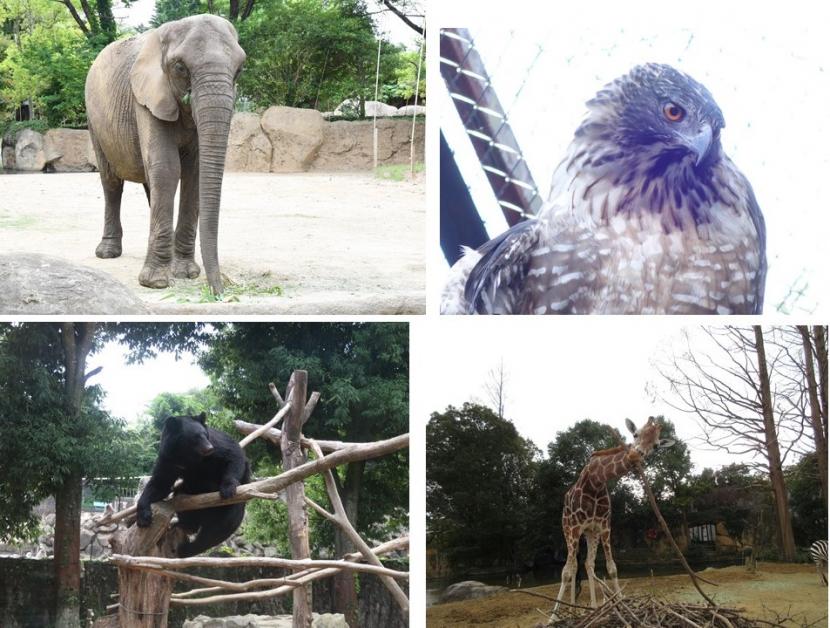 飼育員による動物のおはなし