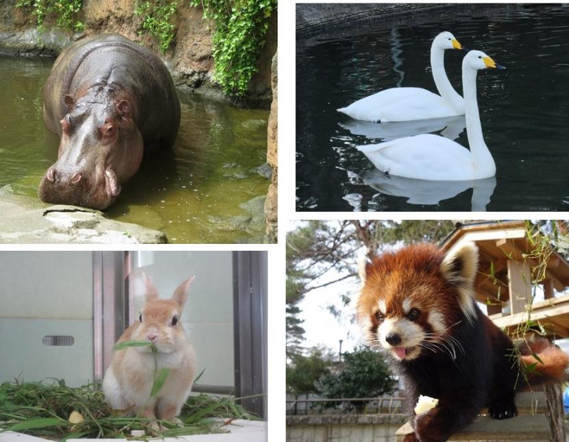 7月飼育員による動物のおはなし