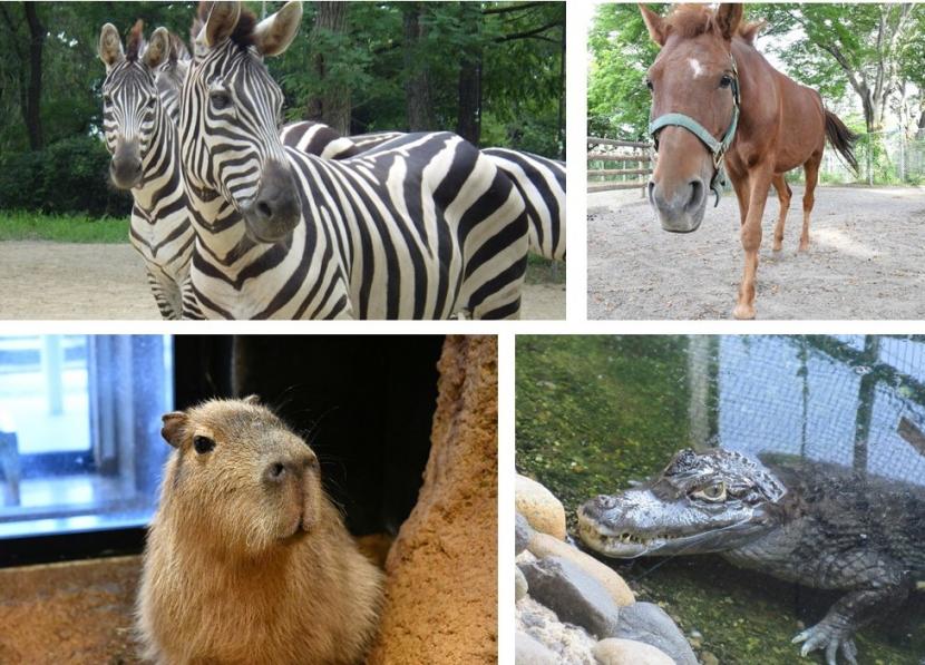 8月動物のおはなし