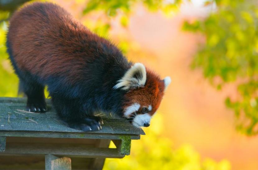 国際レッサーパンダデー