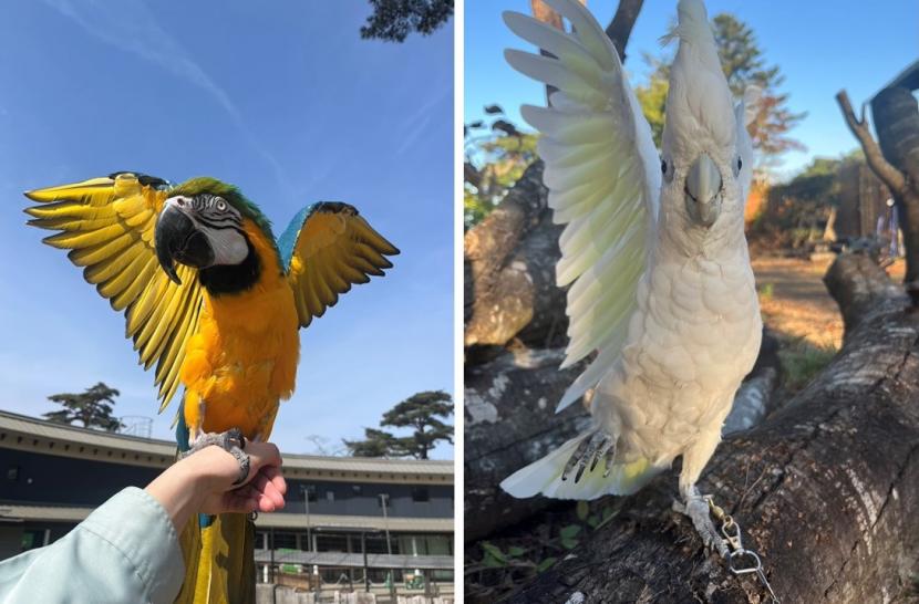 オウムインコデーを開催します