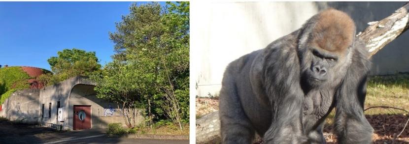 旧ゴリラ舎とニシゴリラの「ドン」