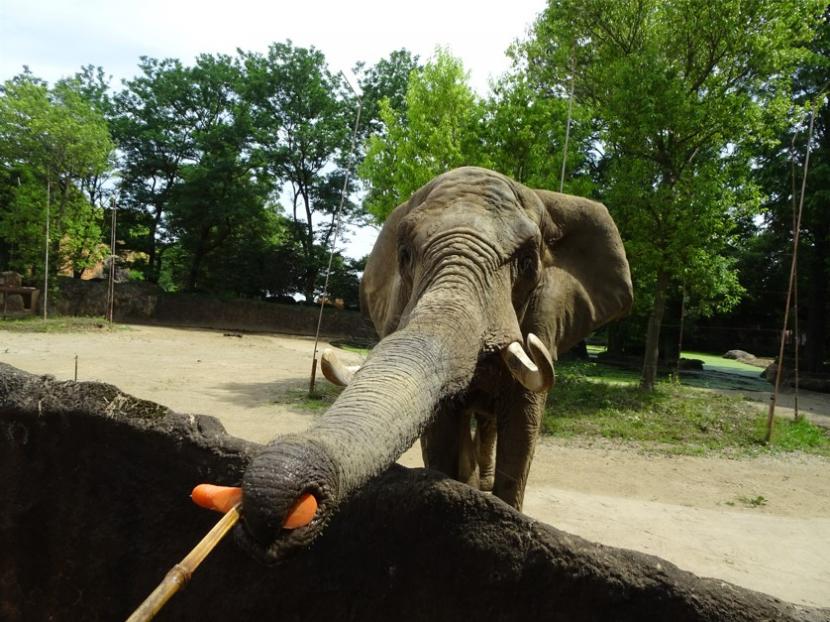 アフリカゾウの鼻実験
