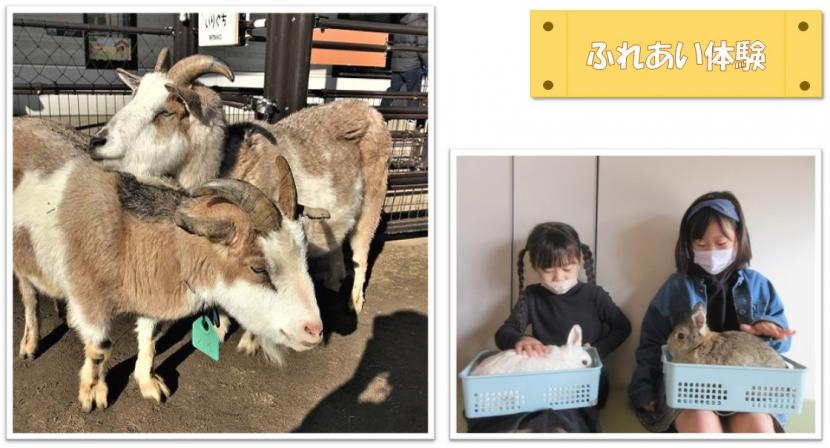 ふれあい体験
