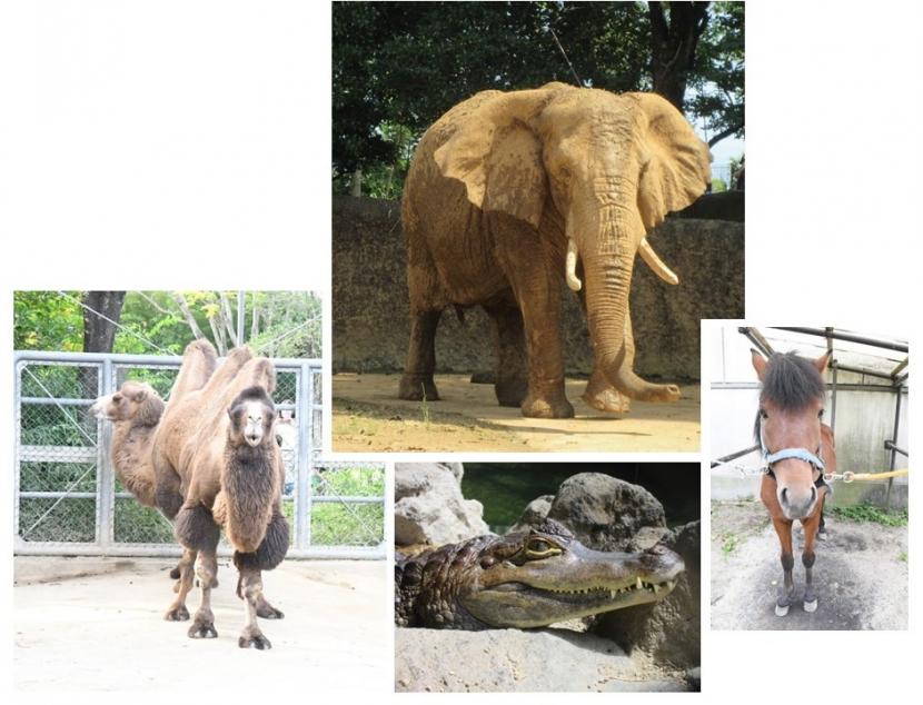 8月の飼育員による動物のおはなし