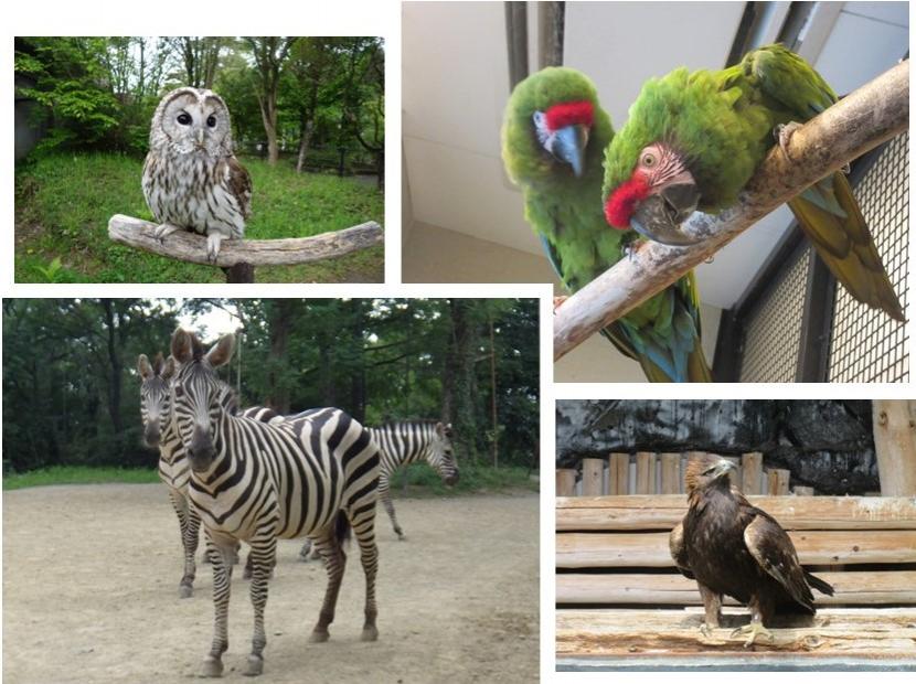 10月の飼育員による動物のおはなし