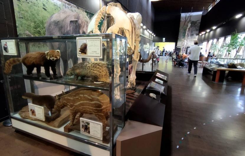 動物園を彩ったスターたちの標本