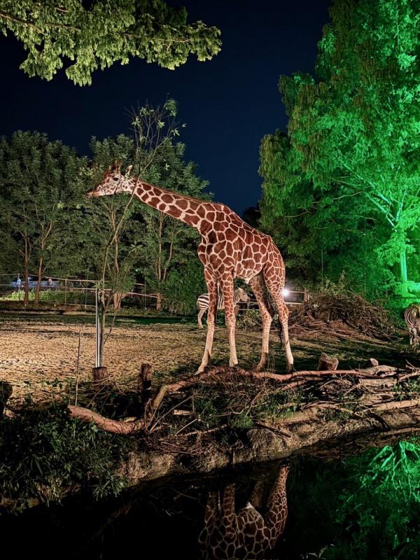 昨年のナイトズージアムの様子