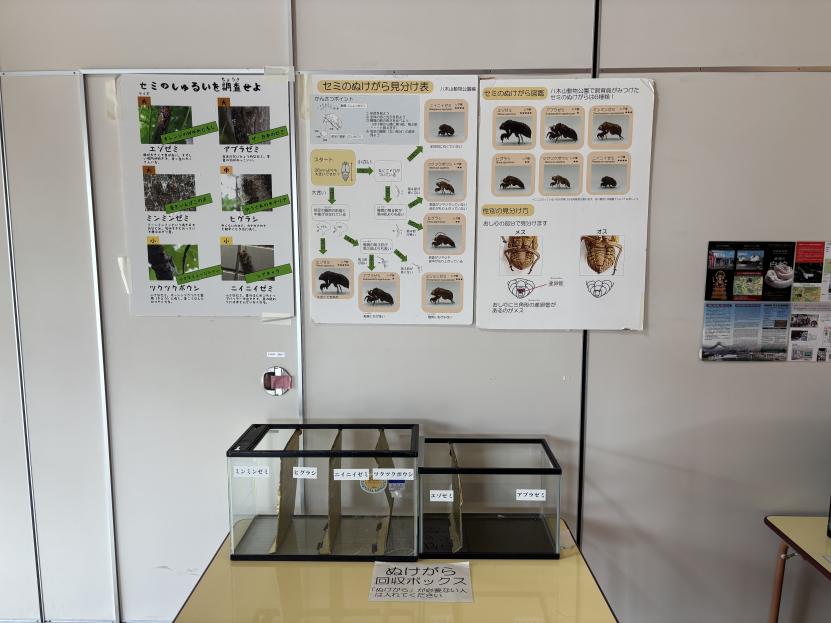 セミのぬけがら調査員になろう