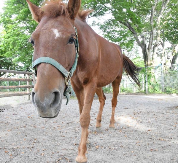 対州馬のなごみ