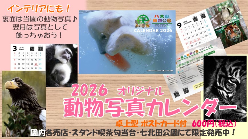 動物写真カレンダー販売中です