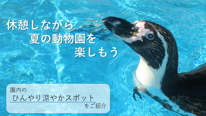 夏の動物園を楽しもう