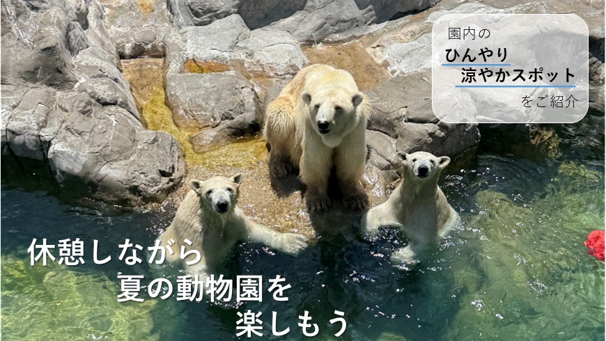夏の動物園を楽しもう