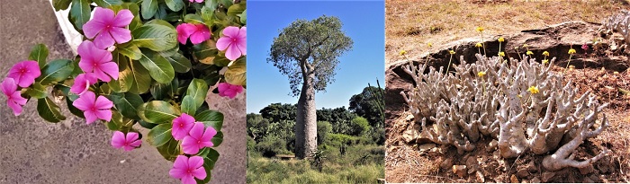 マダガスカル17～19　日本でも有名な植物