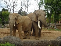 アフリカゾウのサムネイル画像