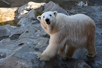 ホッキョクグマのサムネイル画像