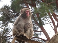 ニホンザルのサムネイル画像