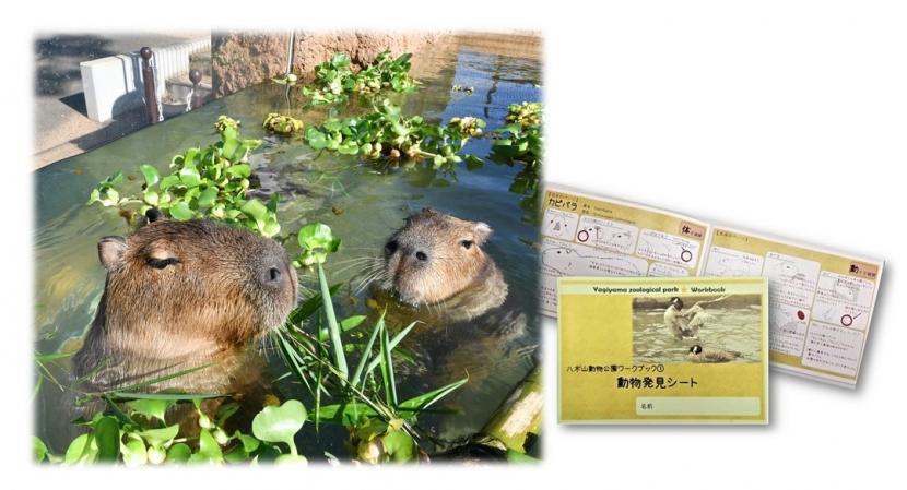 飼育員とじっくり動物観察！カピバラ編