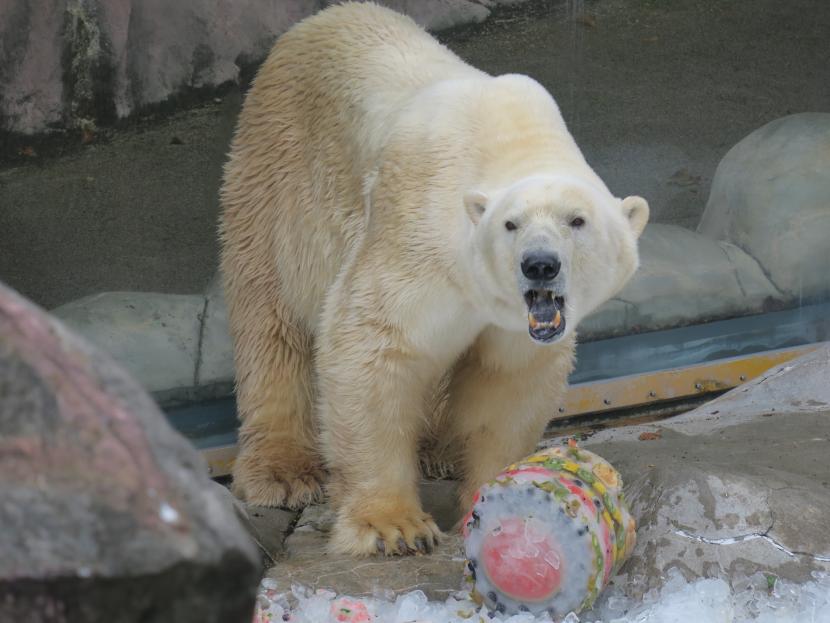 ホッキョクグマに氷をプレゼント