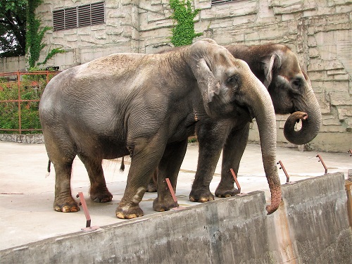 インドゾウのヨシコとトシコ