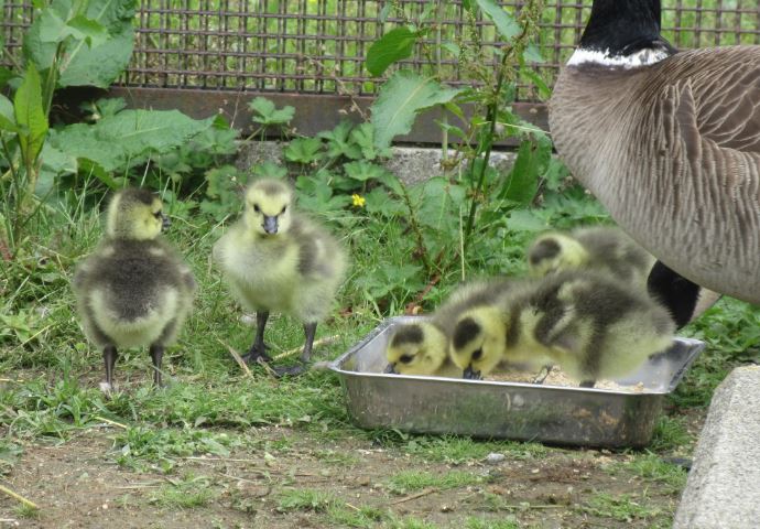 餌を食べるシジュウカラガンの雛