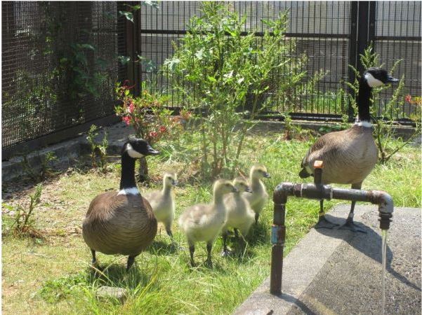 孵化して2週間齢のシジュウカラガンの雛と両親