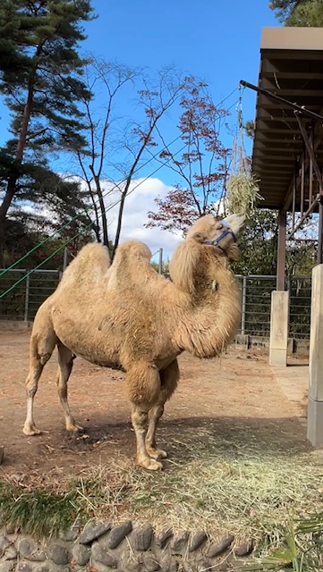 カリン干草食べる