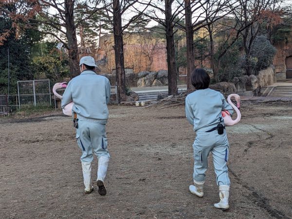 飼育員に抱えられるフラミンゴ